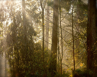 il_340x270.570287156_81m2